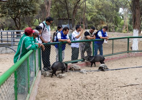 Especialistas del Osinfor, así como de Serfor, brindan asistencia técnica en Piura para el manejo adecuado de animales silvestres rescatados del tráfico ilegal.