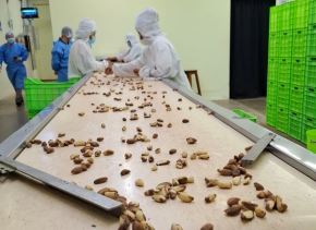 Con el apoyo de Proinnóvate, emprendedores de Madre de Dios impulsan un proyecto para la obtención de biogás a partir de la transformación de las cáscaras de castaña en biocarbón. ANDINA/Difusión