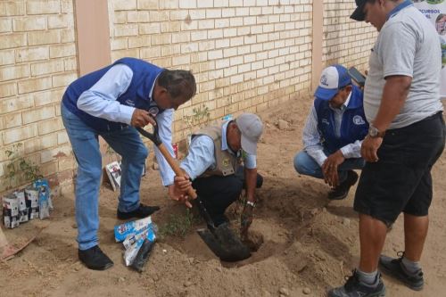 El algarrobo tiene múltiples beneficios para el ecosistema, explicaron los especialistas. Foto: ANDINA/Difusión