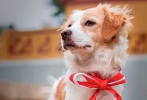 Perro Pastor Chiribaya, originario del Perú.