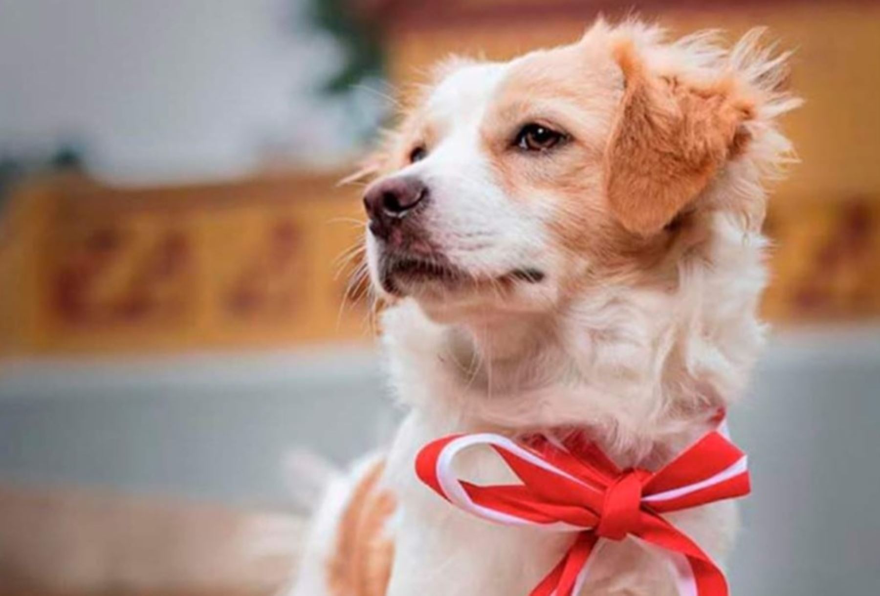Perro Pastor Chiribaya, originario del Perú.
