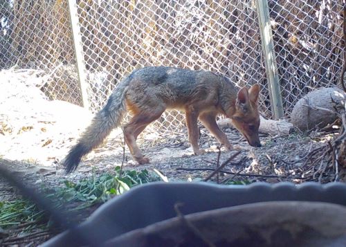 Un ejemplar de zorro andino, hallado con un cuadro severo de desnutrición y deshidratación, en el distrito de Aplao retornó a su hábitat natural tras ser recibir tratamiento del Serfor Arequipa. ANDINA/Difusión