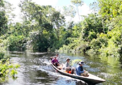 Científicos del IIAP descubrieron nuevas especies de flora y fauna en los bosques inundables del Abanico del Pastaza, región Loreto, un lugar considerado un Sitio Ramsar por su gran riqueza biológica. ANDINA/Difusión