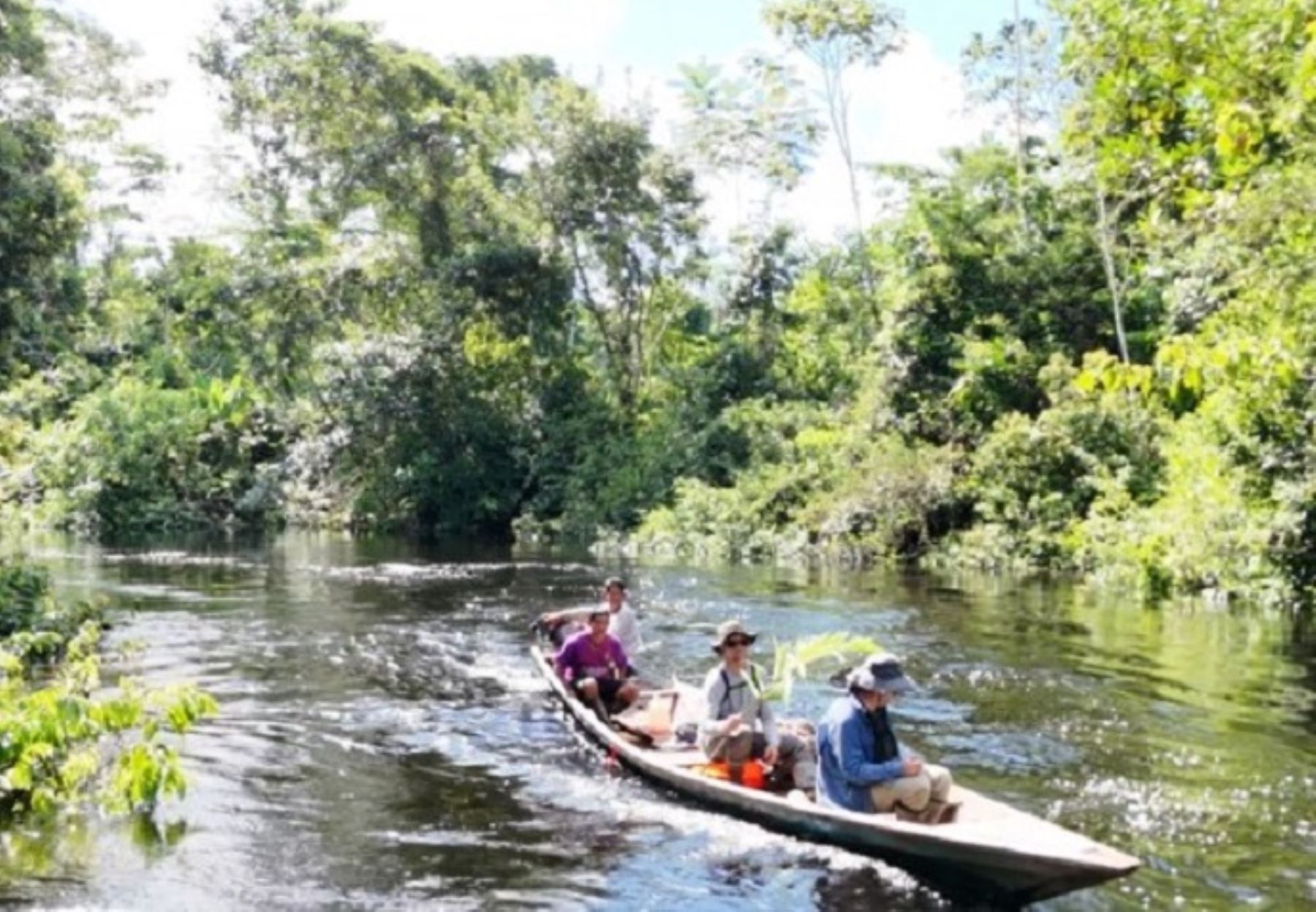 Científicos del IIAP descubrieron nuevas especies de flora y fauna en los bosques inundables del Abanico del Pastaza, región Loreto, un lugar considerado un Sitio Ramsar por su gran riqueza biológica. ANDINA/Difusión