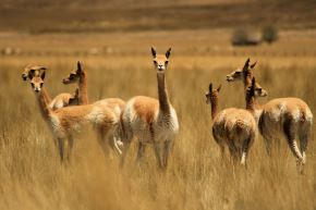 Serfor coordina patrullaje para prevenir la caza furtiva de vicuñas en Ayacucho, Arequipa, Cusco y Apurímac, zonas vulnerables a este flagelo que afecta a esta emblemática especie peruana. ANDINA/Difusión