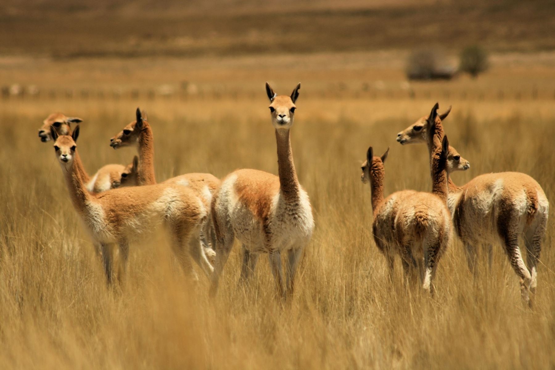 Serfor coordina patrullaje para prevenir la caza furtiva de vicuñas en Ayacucho, Arequipa, Cusco y Apurímac, zonas vulnerables a este flagelo que afecta a esta emblemática especie peruana. ANDINA/Difusión