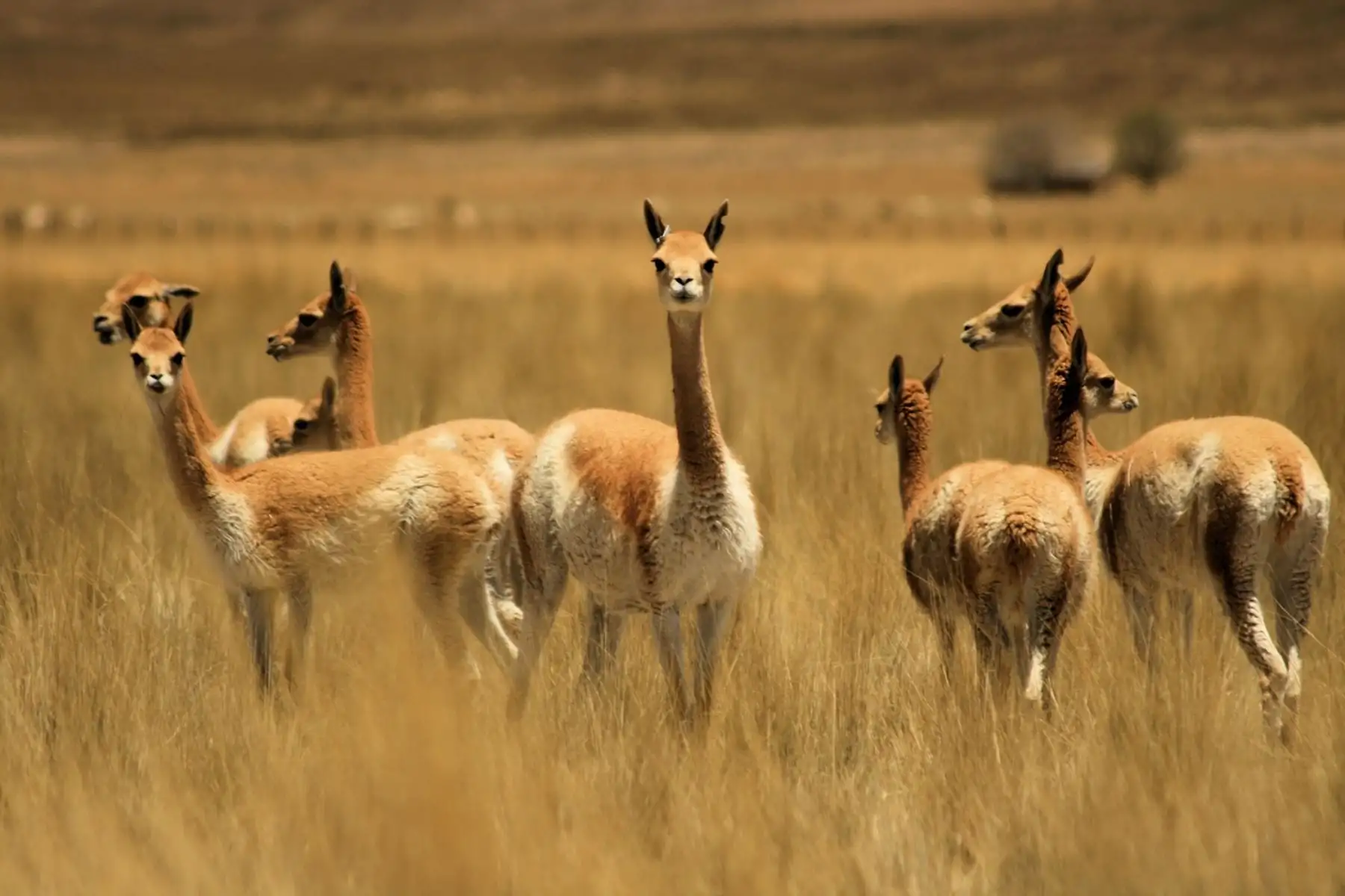 Serfor coordina patrullaje para prevenir la caza furtiva de vicuñas en Ayacucho, Arequipa, Cusco y Apurímac, zonas vulnerables a este flagelo que afecta a esta emblemática especie peruana. ANDINA/Difusión