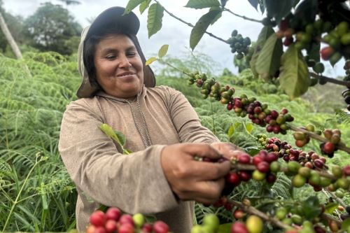 Capacitación del Serfor mostrará los beneficios del Contrato de Cesión en uso de Sistemas Agroforestales. Foto: SERFOR/Difusión.