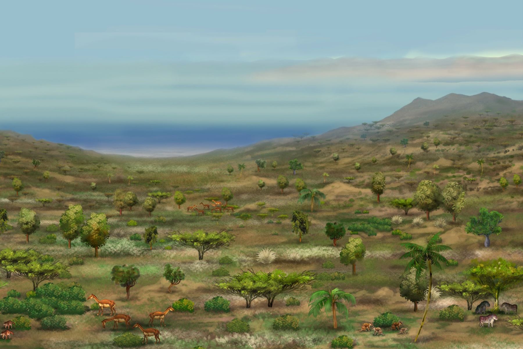 Representación artística del paisaje costero del Perú central durante el Mioceno tardío. El desierto de Sacaco estaba cubierto de vegetación; era un bosque único. Reconstrucción: Javier Herbozo