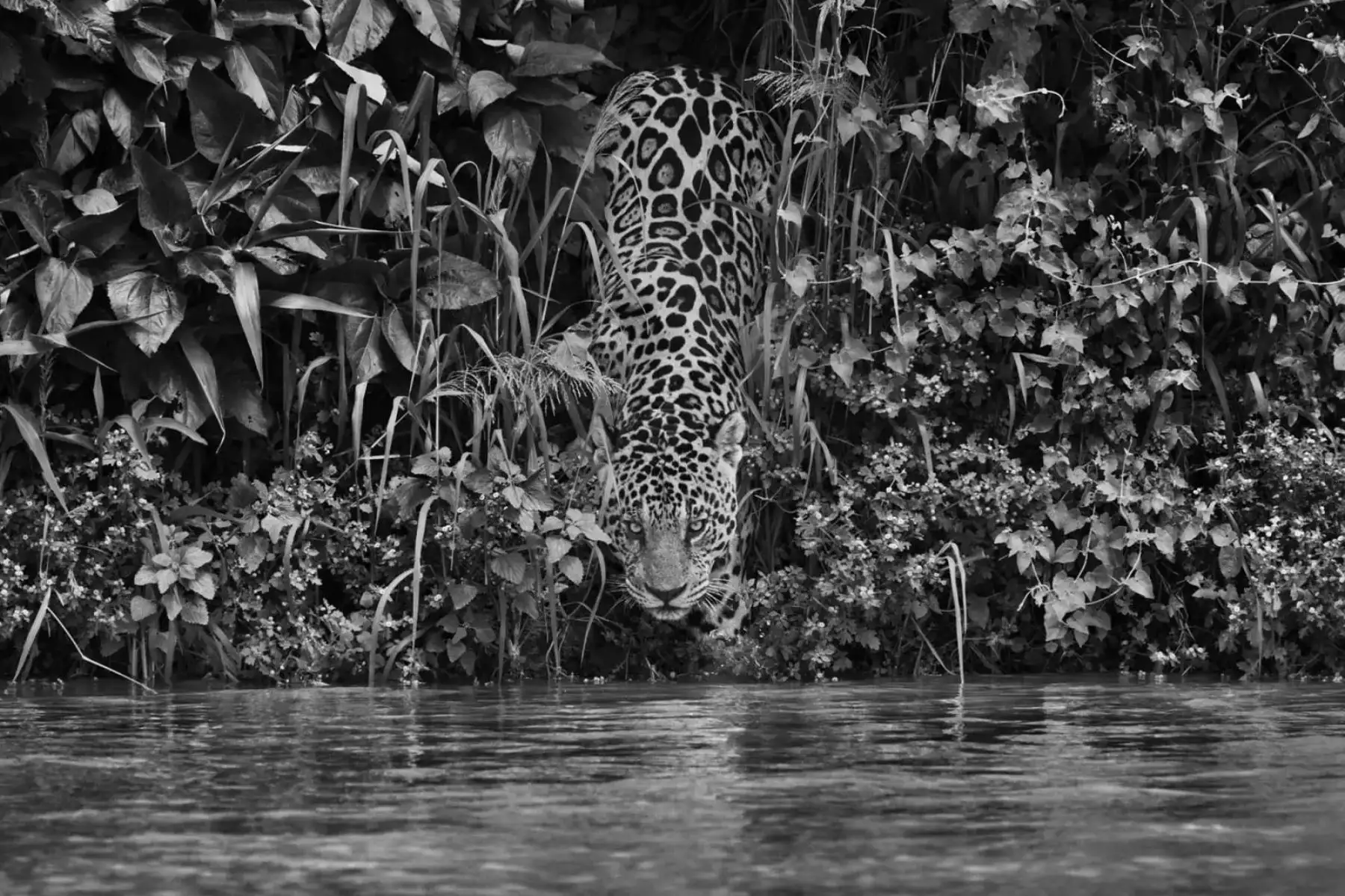 Jaguar en el río Tagoarira, Parque Nacional Encuentro de las Aguas. Brasil, 2011. © Sebastiao Salgado / Amazonas Images