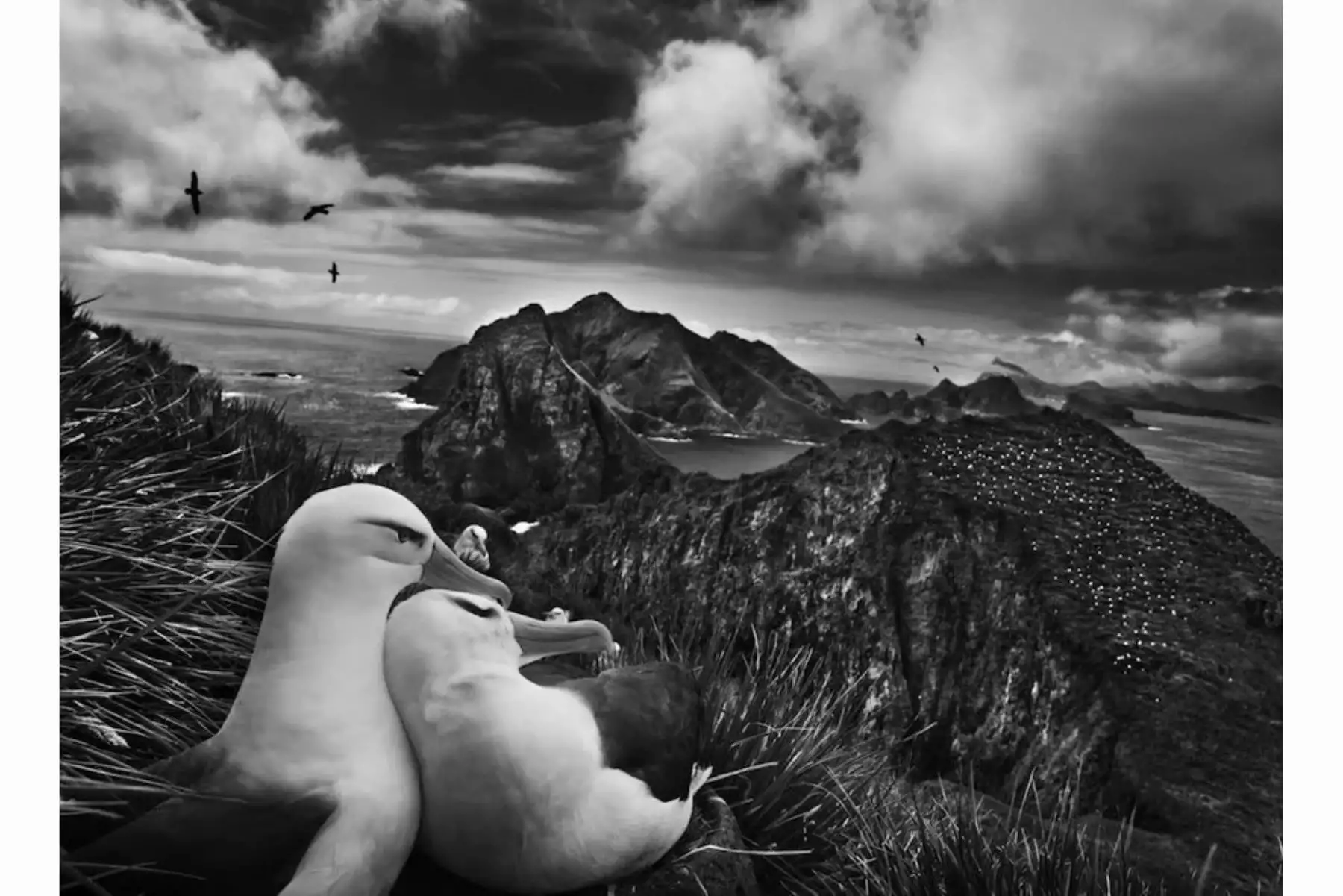 Albatros en la Isla Steeple Jason, Islas Malvinas, cerca de la Antártida. 2009. © Sebastiao Salgado / Amazonas Images