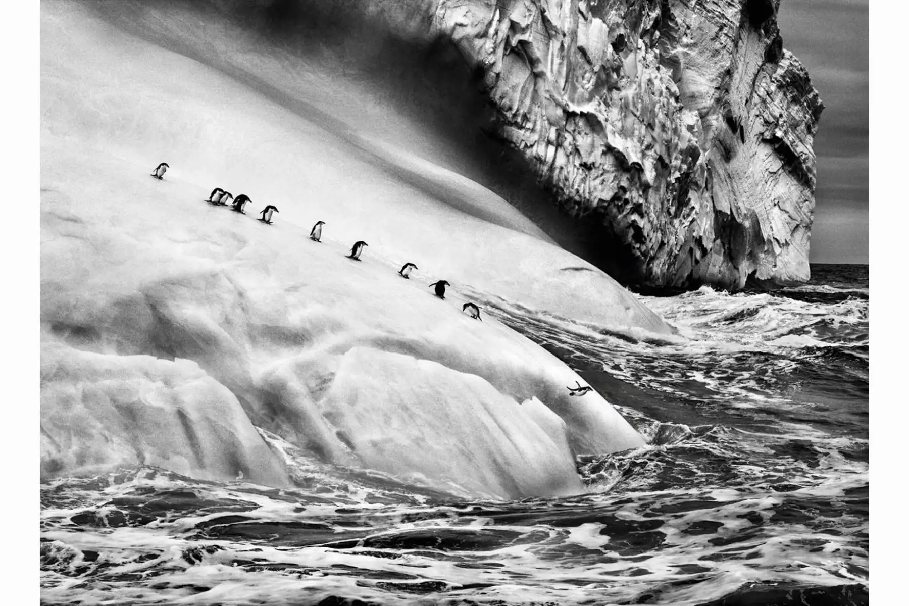 Pingüinos barbijos en un iceberg situado entre las islas Zavodovski y Visokoi, en el Archipiélago de las islas Sandwich del Sur, en el Atlántico Sur, cerca de la Antártida. 2009. © Sebastiao Salgado / Amazonas Images