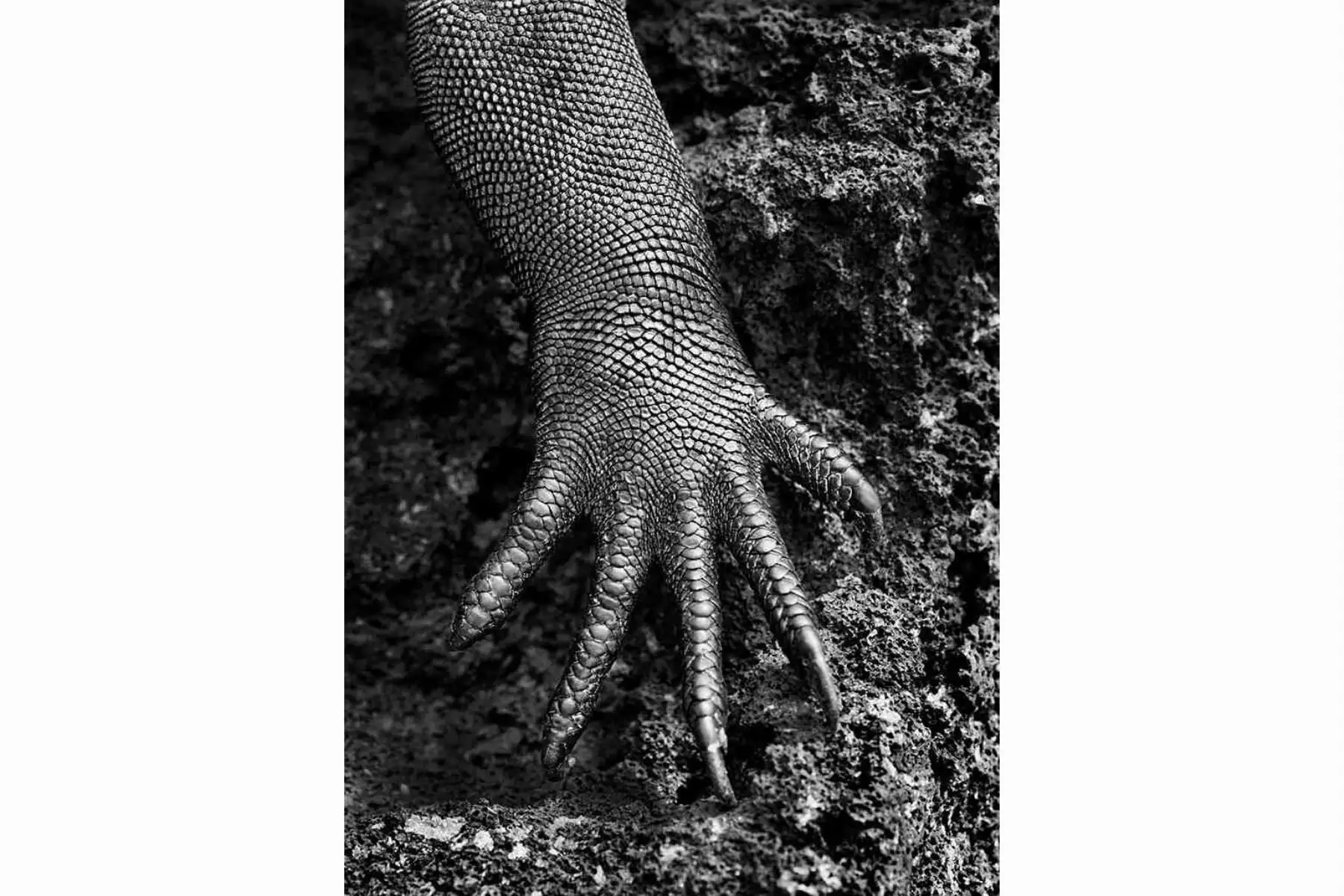 Iguana marina en la isla Rábida, Galápagos (Ecuador). 2004. Una imagen en la que se aprecia perfectamente el gran talento de Sebastiao Salgado para saber ver las mejores calidades y direcciones de luz, además de plasmar texturas en todo su esplendor, hasta el punto de que las escamas del animal refulgen de tal manera que por momentos se asemejan a la mano con armadura de cota de malla de un guerrero medieval. © Sebastiao Salgado / Amazonas Images