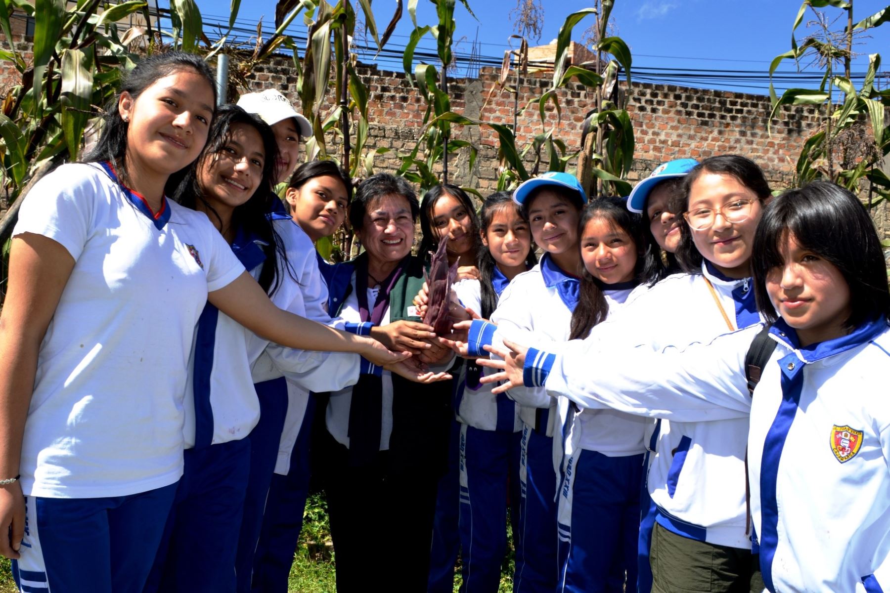 Estudiantes de la I.E. Juan XXIII de Cajamarca cosecharon 26 kilogramos de maíz morado. Foto: Cortesía Eduard Lozano