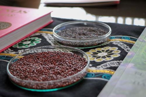 Científicos de la UNALM elaboran pan sin gluten a base de harina de cañihua. Foto: Difusión