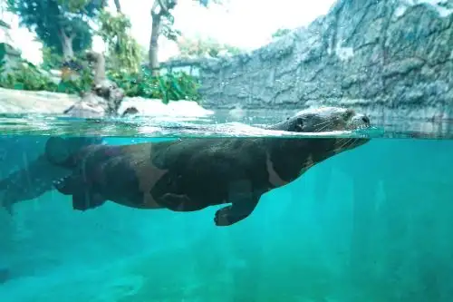 Parque de las Leyendas: sumérgete en el Día mundial de los animales. Foto: ANDINA/Difusión.