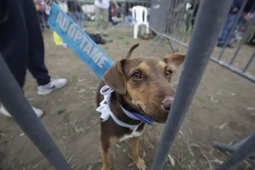 Adoptatón 2025: el festival de adopciones más grande del país llega al Parque de la Exposición. Foto: ANDINA/ Eddy Ramos