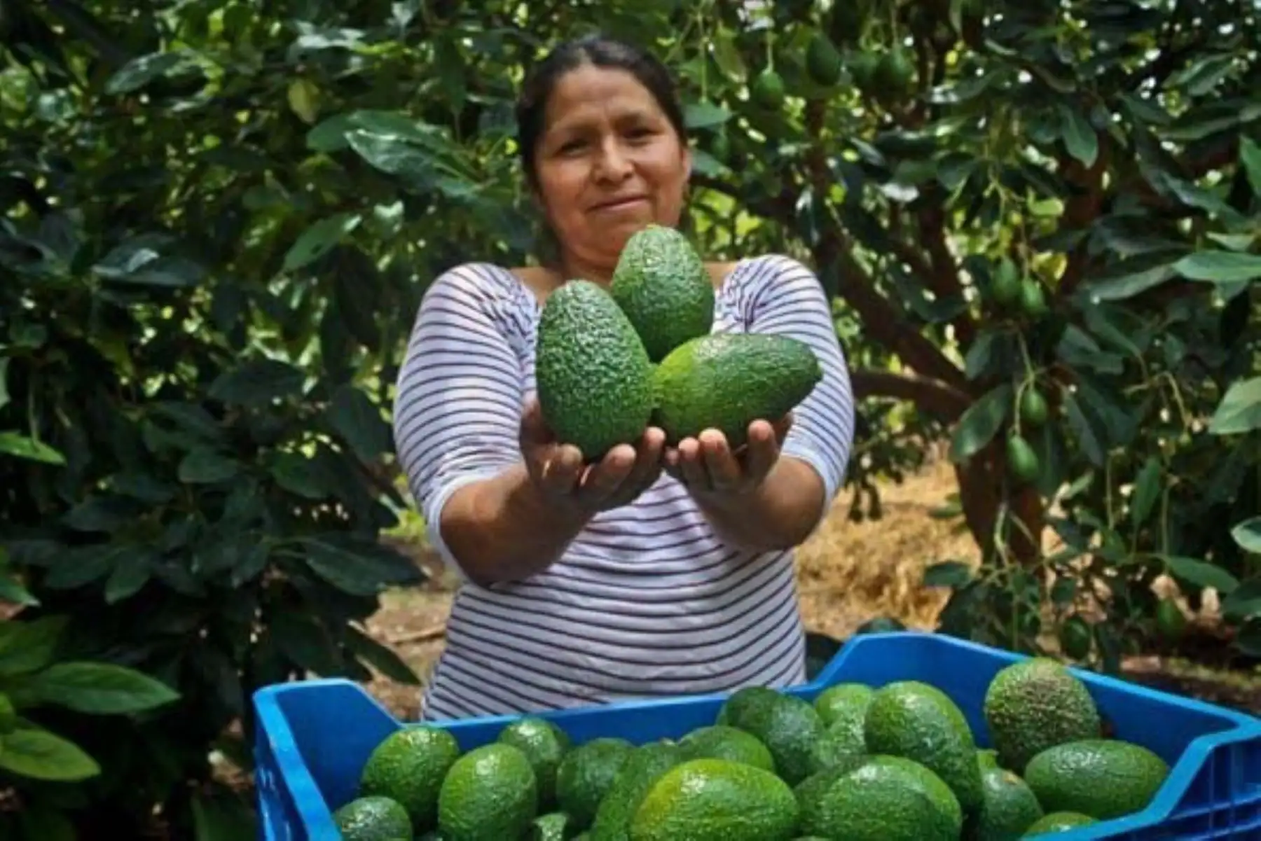 97% of the Hass avocados produced in Peru come from small farmers with less than 5 hectares. Photo: ANDINA/Luis Iparraguirre