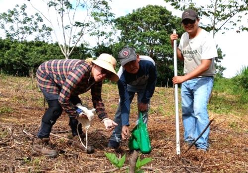 Con la siembra de más de 6,000 semillas de la especie guayacán, iniciaron una campaña de reforestación de fajas marginales en la provincia de Moyobamba, región San Martín. ANDINA/Difusión