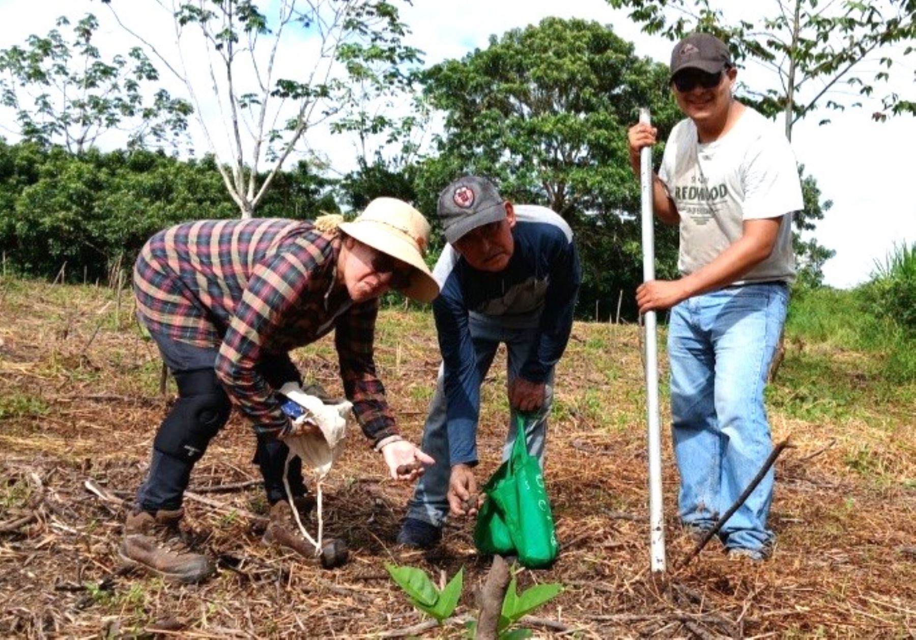 Con la siembra de más de 6,000 semillas de la especie guayacán, iniciaron una campaña de reforestación de fajas marginales en la provincia de Moyobamba, región San Martín. ANDINA/Difusión