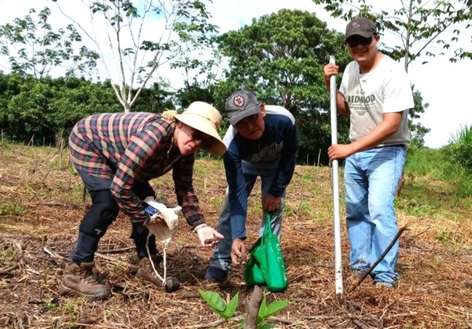 Con la siembra de más de 6,000 semillas de la especie guayacán, iniciaron una campaña de reforestación de fajas marginales en la provincia de Moyobamba, región San Martín. ANDINA/Difusión