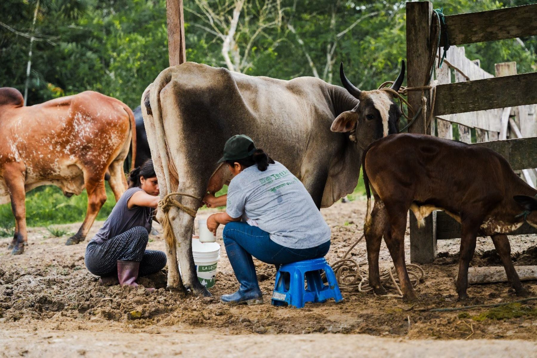  El cambio climático impacta en la seguridad alimentaria y la seguridad hídrica, advierte WWF Perú. Foto: WWF/Difusión.