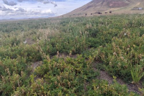 Para el sector pecuario, se aconseja iniciar el pastoreo después de las 9:00 a.m., mantener a los animales en cobertizos durante la noche y colocar chalecos térmicos a crías y animales vulnerables. Foto: Senamhi.