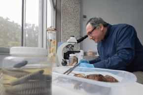 Esta nueva especie denominada "Liolaemus Misti" ha sido por un equipo liderado por egresado de maestría de Zoología de la Universidad Nacional Mayor de San Marcos. Foto: UNMSM