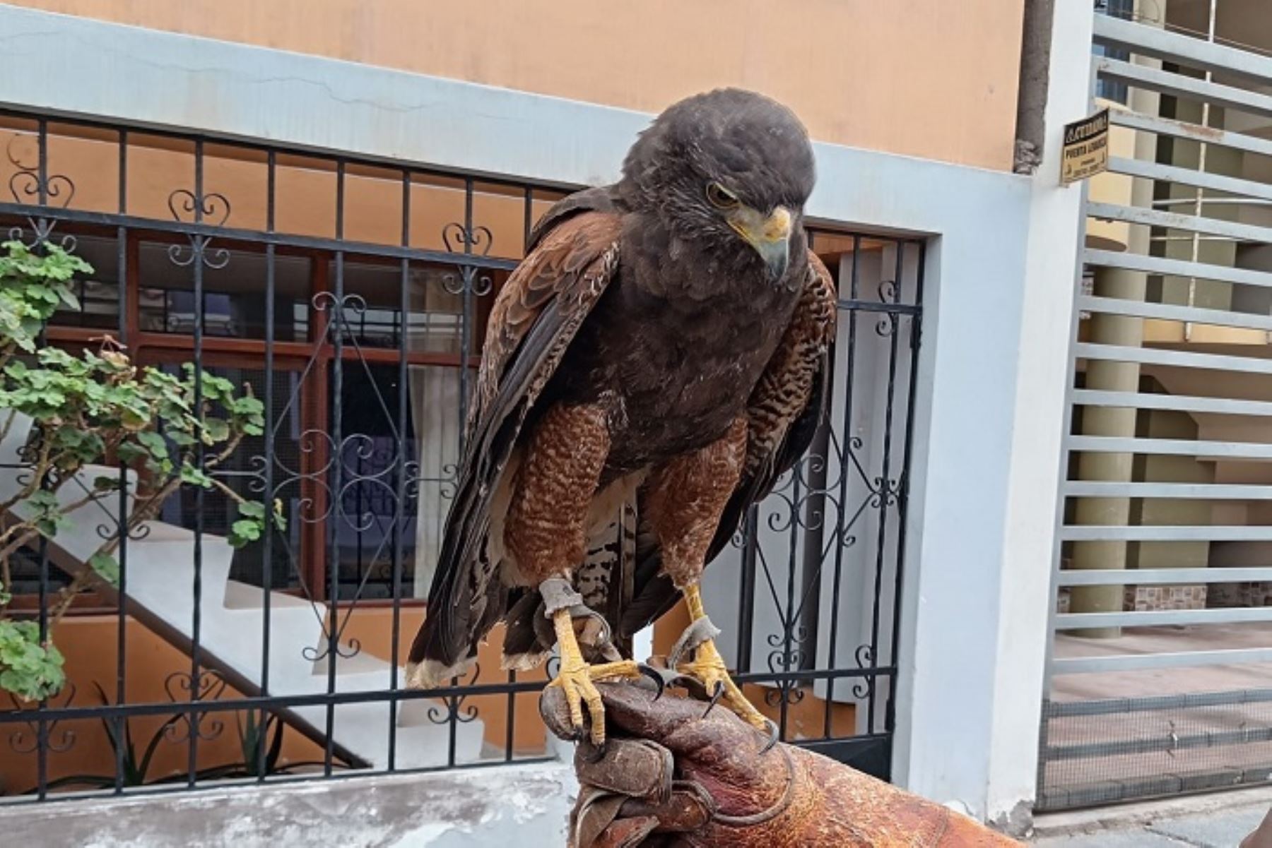 En el Perú, el gavilán mixto es una especie que varía de común a poco común y habita principalmente en zonas abiertas de la región costera occidental, el valle del Marañón, así como en los valles interandinos de Ayacucho, Apurímac y el valle del Urubamba, en Cusco.