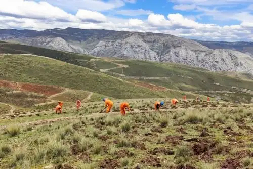 Hasta la fecha, se ha logrado plantar un estimado de 600 árboles, principalmente de especies nativas como quenuales y colle,