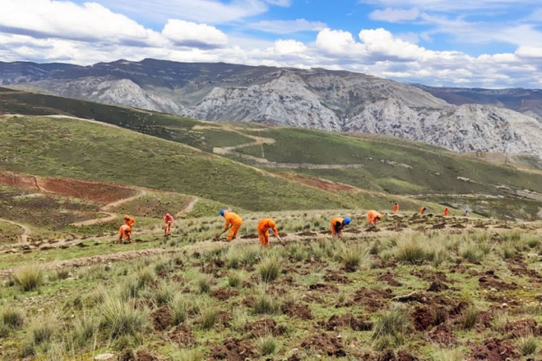 Hasta la fecha, se ha logrado plantar un estimado de 600 árboles, principalmente de especies nativas como quenuales y colle,