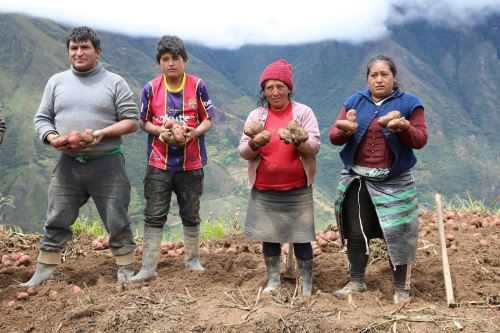 Día Internacional de la Papa: destacan apoyo técnico a pequeños productores