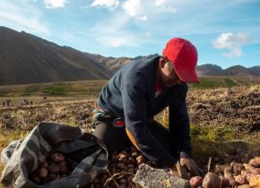 La papa es un recurso estratégico para el futuro de la agricultura frente al cambio climático. Foto: ANDINA/Difusión