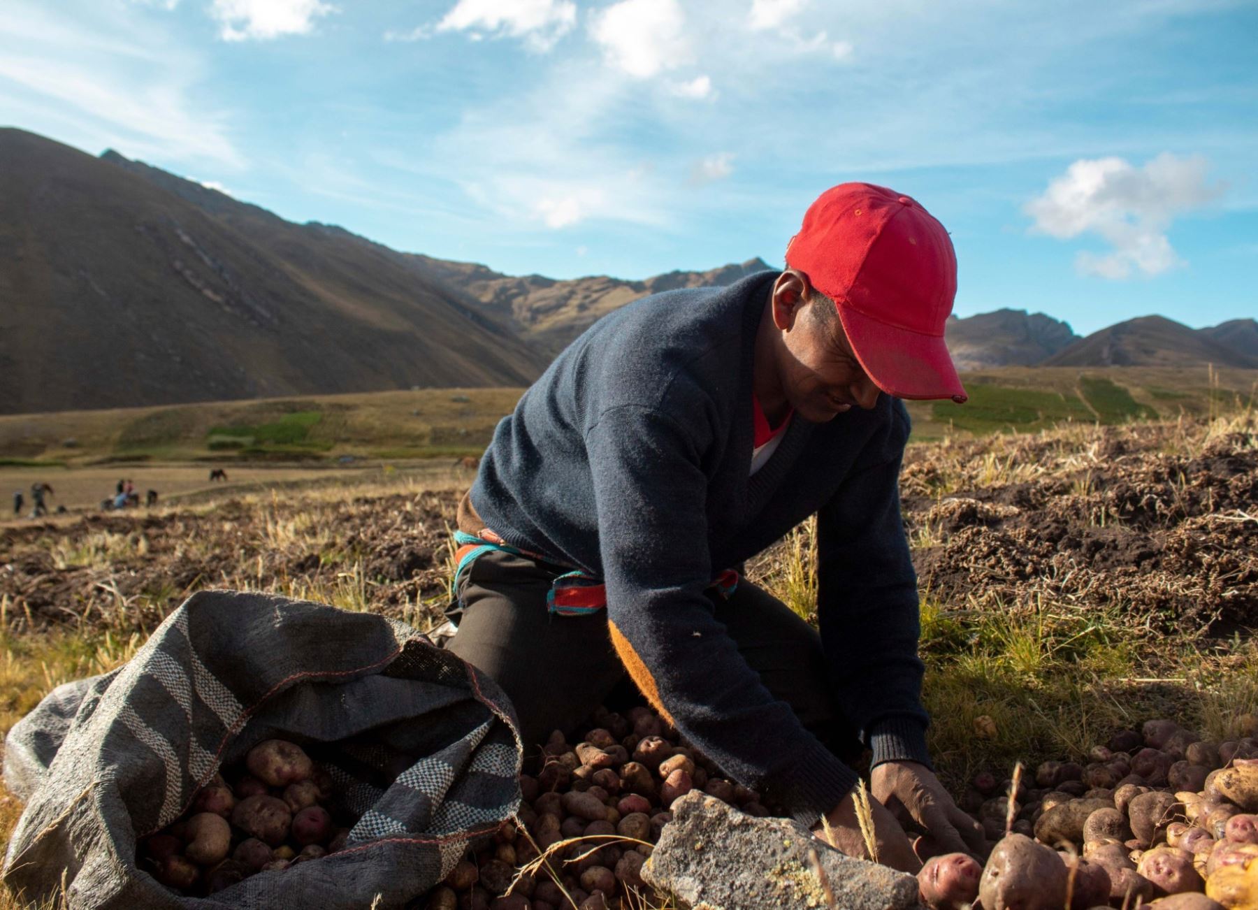 La papa es un recurso estratégico para el futuro de la agricultura frente al cambio climático. Foto: ANDINA/Difusión