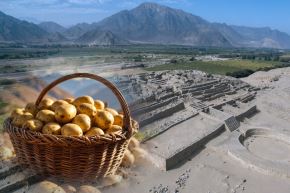 Investigaciones de la Zona Arqueológica Caral han develado evidencias contundentes sobre el papel fundamental que desempeñó la papa en la dieta y las prácticas sociales de la Civilización Caral (3000-1800 a.C.). Foto: ZAC