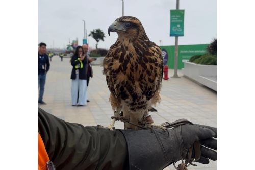 Un equipo especializado de cetreros opera silenciosamente en el aeropuerto Jorge Chávez, encargándose de prevenir impactos entre aves y aeronaves. Foto: Andina