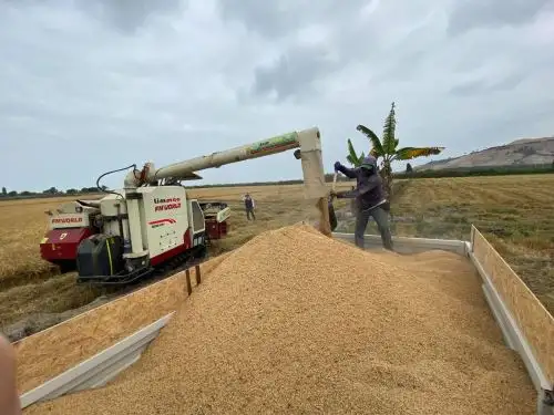 Agricultores del valle de Tambo, región Arequipa, cosechan 3,000 hectáreas de arroz con apoyo de empresa minera.