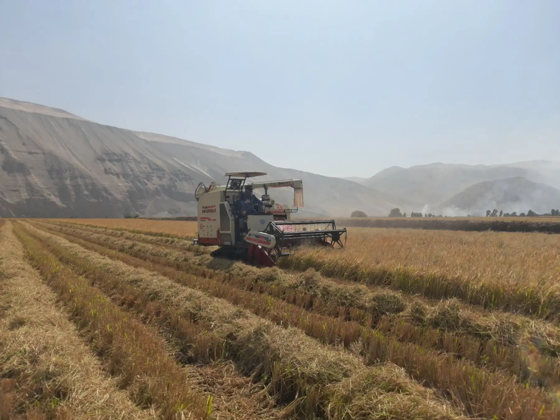 Trabajo agrícola en un valle costeño del Perú. ANDINA/Difusión