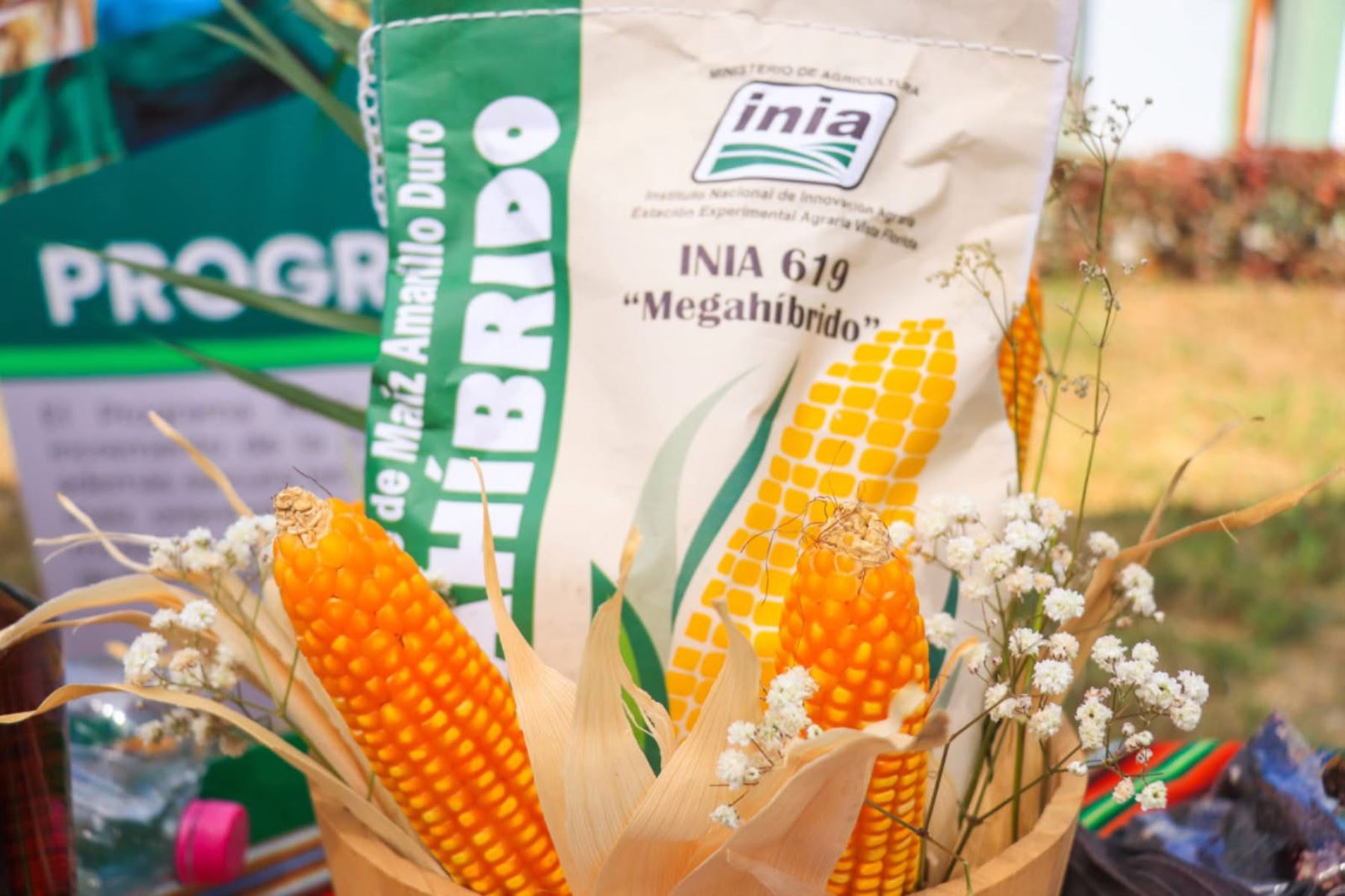 La nueva semilla de maíz amarillo duro beneficiará a más de 43,000 agricultores. ANDINA/Difusión