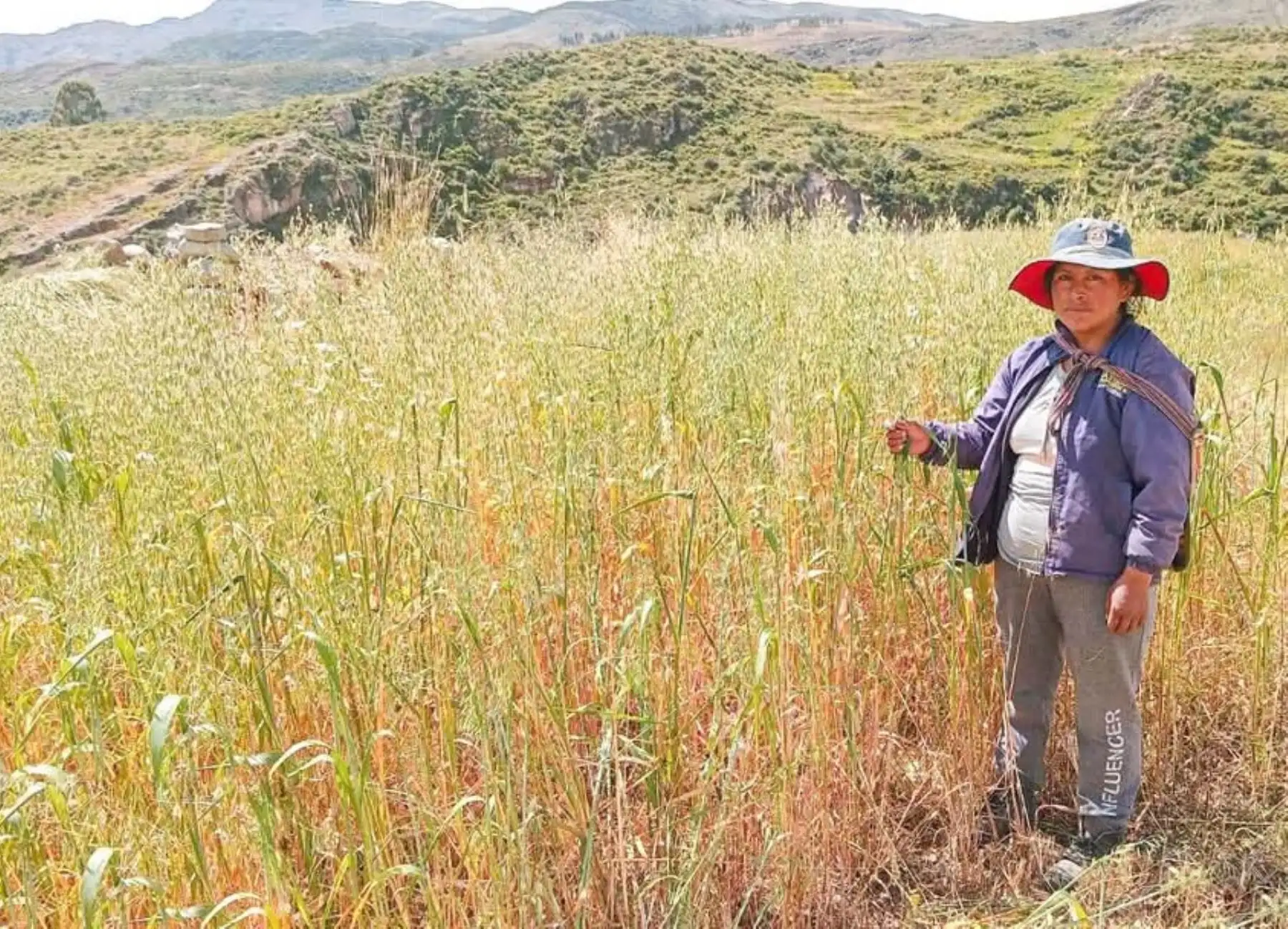 Varias hectáreas de cultivo de maíz, quinua, papa y habas se perdieron por las bajas temperaturas que afectan a las zonas altas de Ayacucho. ANDINA/Difusión