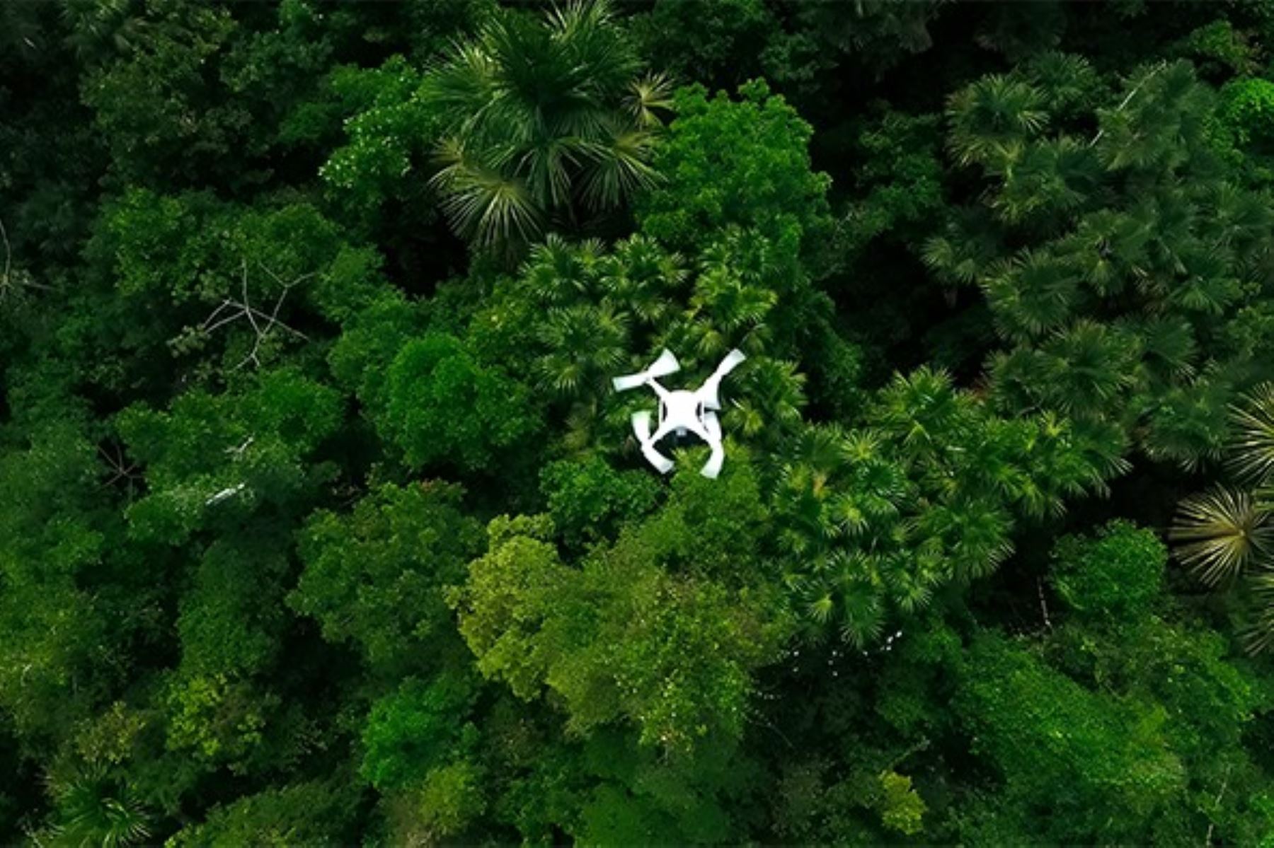 Este modelo con drones e inteligencia artificial reduce drásticamente los costos de inventario por hectárea de 411 a 5 dólares. Foto: IIAP