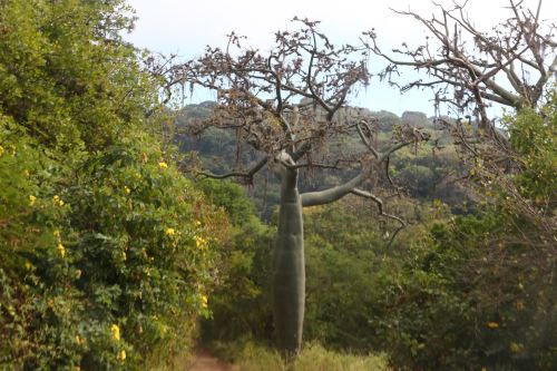 El Coto de Caza El Angolo, ubicado en Piura, es una importante área natural protegida ideal para la práctica del turismo de naturaleza. ANDINA/Difusión