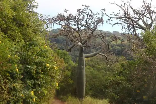 El Coto de Caza El Angolo, ubicado en Piura, es una importante área natural protegida ideal para la práctica del turismo de naturaleza. ANDINA/Difusión