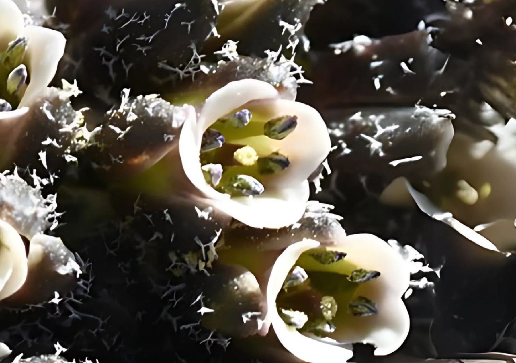 Científicos de Perú y Estados Unidos descubrieron una nueva especie de Mancoa Wedd. en Huancavelica. Con este hallazgo aumenta el número de variedades del género Brassicaceae, afirmó el Museo de Historia Natural.