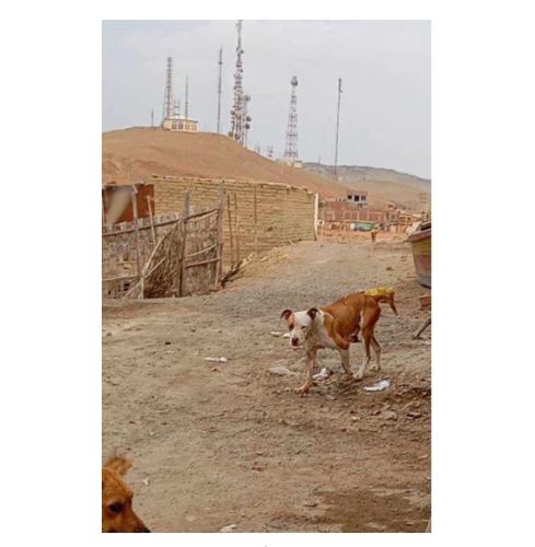 Huacho: perro pit bull mutila tres dedos a trabajador de empresa eléctrica