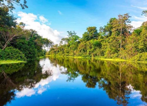 El objetivo de este concurso organizado por Profonanpe es buscar soluciones locales que frenen la pérdida de bosques tropicales y ayuden a conservar y restaurar ecocsistemas. ANDINA/Difusión