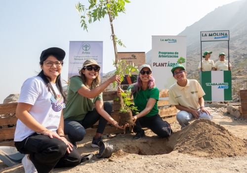 Iniciativa propone la siembra de árboles en las ciudades y tener una mayor conexión con la Amazonía peruana. ANDINA/Difusión