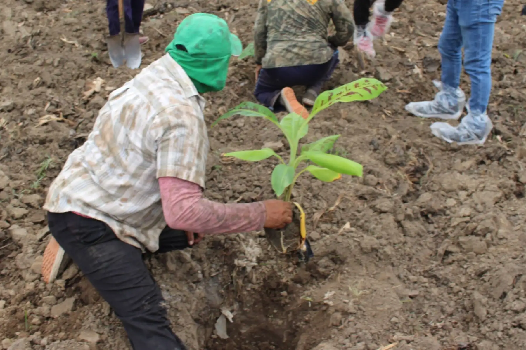 Cultivo de banano. Foto: ANDINA/Difusión