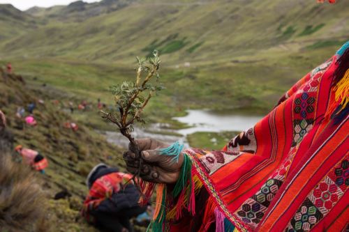 Iniciativa de Acción Andina elimina el uso de plástico en viveros en cinco países. Foto: Acción Andina/Difusión.