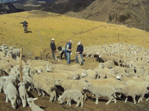 Midagri prioriza la implementación de acciones para proteger al ganado de zonas altoandinas ante el inicio de la temporada de heladas. ANDINA/Difusión